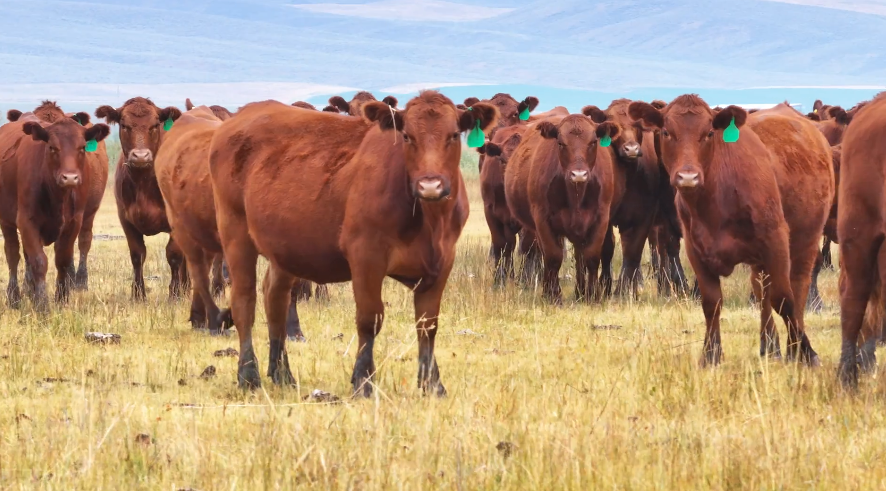 80 Head Of Red Angus & Red Baldy- BH911B5